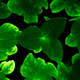 Glowing young plants.